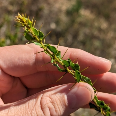 Acacia paradoxa (Kangaroo Thorn) at Mumbil, NSW - 7 Apr 2023 by Darcy