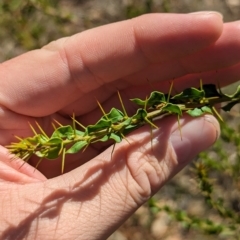 Acacia paradoxa at Mumbil, NSW - 7 Apr 2023