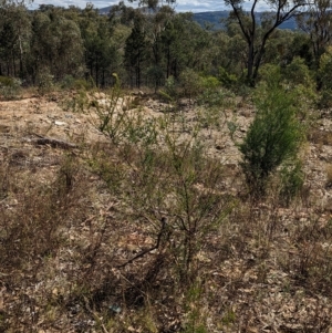 Acacia paradoxa at Mumbil, NSW - 7 Apr 2023