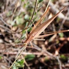 Polichne parvicauda (Short-tailed Polichne) at Aranda Bushland - 4 Apr 2023 by CathB