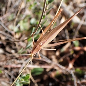 Polichne parvicauda at Aranda, ACT - 4 Apr 2023