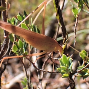 Polichne parvicauda at Aranda, ACT - 4 Apr 2023