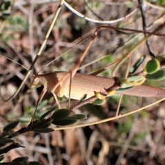 Polichne parvicauda at Aranda, ACT - 4 Apr 2023