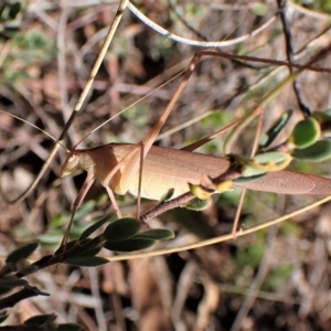 Polichne parvicauda at Aranda, ACT - 4 Apr 2023