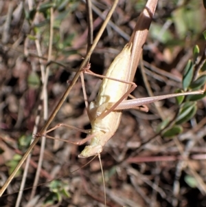 Polichne parvicauda at Aranda, ACT - 4 Apr 2023