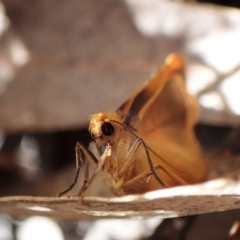 Threnosia heminephes (Halved Footman) at Aranda Bushland - 4 Apr 2023 by CathB