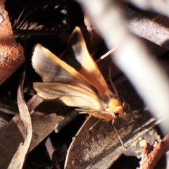 Threnosia heminephes at Aranda, ACT - 4 Apr 2023 03:55 PM