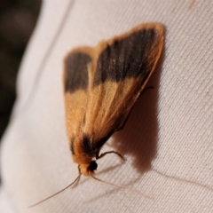 Threnosia heminephes at Aranda, ACT - 4 Apr 2023 03:55 PM