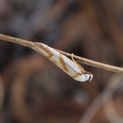 Oxythecta acceptella (Scat Moth) at Aranda Bushland - 4 Apr 2023 by CathB