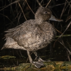 Stictonetta naevosa at Fyshwick, ACT - 9 Apr 2023