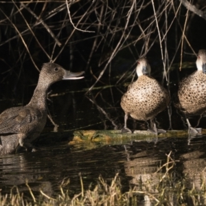 Stictonetta naevosa at Fyshwick, ACT - 9 Apr 2023