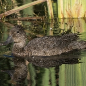 Stictonetta naevosa at Fyshwick, ACT - 9 Apr 2023