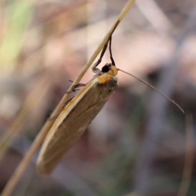 Palaeosia bicosta (Two-ribbed Footman) at Aranda Bushland - 4 Apr 2023 by CathB