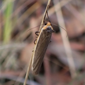 Palaeosia bicosta at Aranda, ACT - 4 Apr 2023