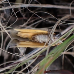 Palaeosia bicosta at Aranda, ACT - 4 Apr 2023