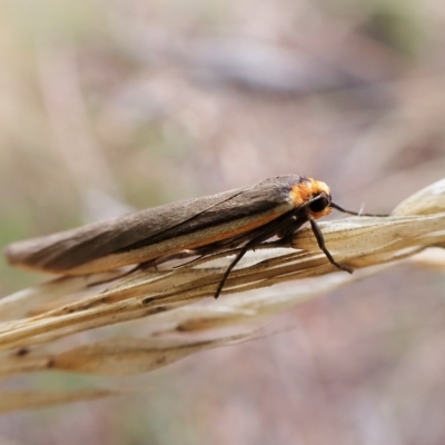 Palaeosia bicosta (Two-ribbed Footman) at Aranda Bushland - 6 Apr 2023 by CathB