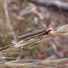 Palaeosia bicosta at Aranda, ACT - 6 Apr 2023