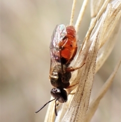 Lasioglossum (Homalictus) punctatum (A halictid bee) at Aranda, ACT - 6 Apr 2023 by CathB