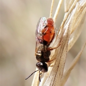 Lasioglossum (Homalictus) punctatum at Aranda, ACT - 6 Apr 2023