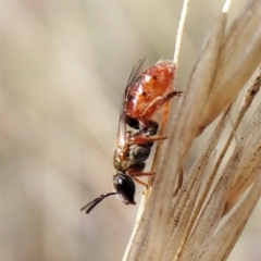 Lasioglossum (Homalictus) punctatum at Aranda, ACT - 6 Apr 2023