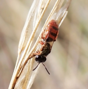 Lasioglossum (Homalictus) punctatum at Aranda, ACT - 6 Apr 2023