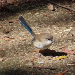 Malurus cyaneus (Superb Fairywren) at Jerrabomberra Wetlands - 8 Apr 2023 by MatthewFrawley