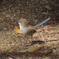 Malurus cyaneus at Fyshwick, ACT - 8 Apr 2023 11:17 AM