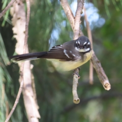 Rhipidura albiscapa (Grey Fantail) at Jerrabomberra Wetlands - 8 Apr 2023 by MatthewFrawley