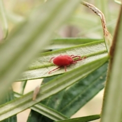 Trombidiidae (family) (Red velvet mite) at Cook, ACT - 6 Apr 2023 by CathB