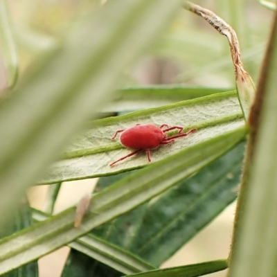 Trombidiidae (family) (Red velvet mite) at Cook, ACT - 6 Apr 2023 by CathB