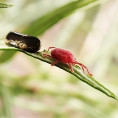 Trombidiidae (family) at Cook, ACT - 6 Apr 2023