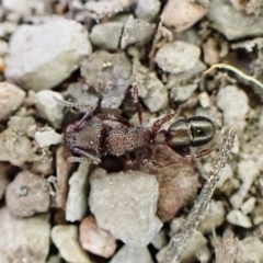 Rhytidoponera sp. (genus) (Rhytidoponera ant) at Aranda, ACT - 6 Apr 2023 by CathB
