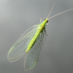 Unidentified Lacewing (Neuroptera) at Eumundi, QLD - 8 Apr 2023 by AaronClausen