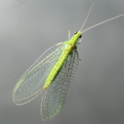 Unidentified Lacewing (Neuroptera) at Eumundi, QLD - 8 Apr 2023 by AaronClausen