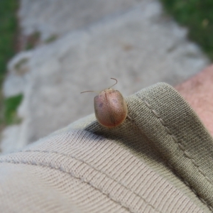 Paropsis atomaria at Kambah, ACT - 8 Apr 2023