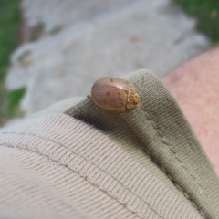 Paropsis atomaria at Kambah, ACT - 8 Apr 2023