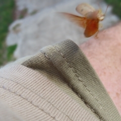 Paropsis atomaria at Kambah, ACT - 8 Apr 2023