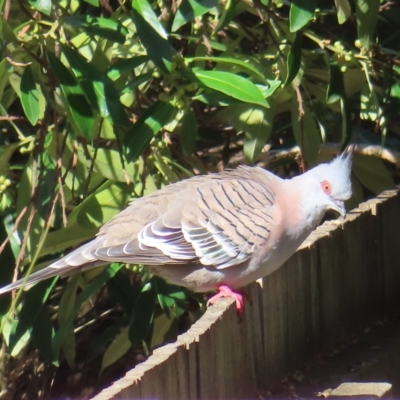 Ocyphaps lophotes (Crested Pigeon) at Kambah, ACT - 8 Apr 2023 by MatthewFrawley