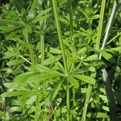 Galium aparine (Goosegrass, Cleavers) at Bruce Ridge to Gossan Hill - 30 Oct 2022 by michaelb