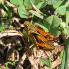 Ocybadistes walkeri (Green Grass-dart) at Kambah, ACT - 8 Apr 2023 by MatthewFrawley