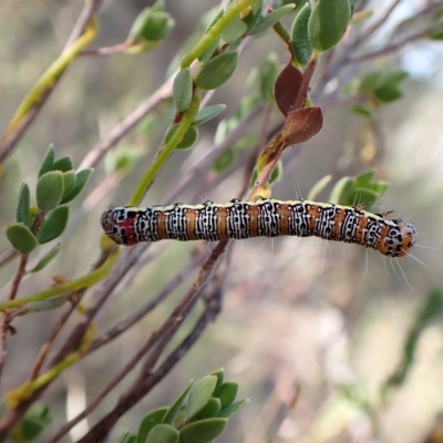 Hecatesia fenestrata (Common Whistling Moth) at Aranda Bushland - 30 Mar 2023 by CathB