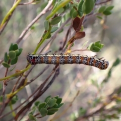 Hecatesia fenestrata at Aranda, ACT - 30 Mar 2023