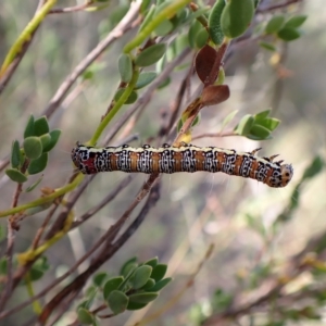 Hecatesia fenestrata at Aranda, ACT - 30 Mar 2023