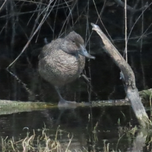 Stictonetta naevosa at Fyshwick, ACT - 9 Apr 2023