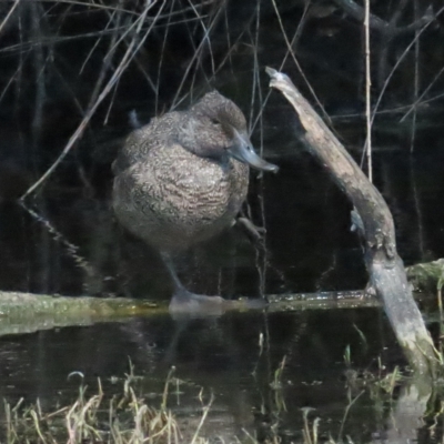 Stictonetta naevosa (Freckled Duck) at Jerrabomberra Wetlands - 9 Apr 2023 by TomW