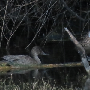 Stictonetta naevosa at Fyshwick, ACT - 9 Apr 2023