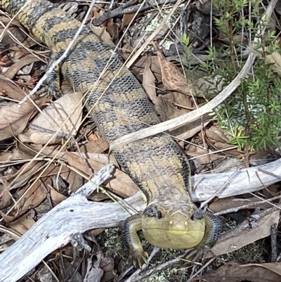 Tiliqua scincoides scincoides (Eastern Blue-tongue) at Block 402 - 5 Apr 2023 by AJB