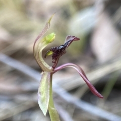 Chiloglottis reflexa (Short-clubbed Wasp Orchid) at Black Mountain - 4 Apr 2023 by AJB