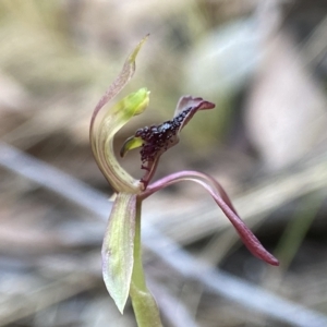 Chiloglottis reflexa at Acton, ACT - suppressed