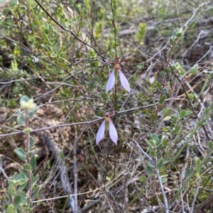 Eriochilus cucullatus at Stromlo, ACT - 5 Apr 2023